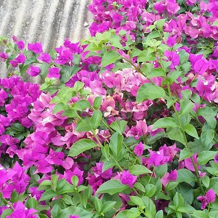 Les Restanques Du Sud アパート *